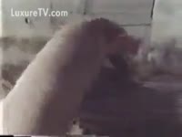 Horny piggy copulates a bawdy cleft